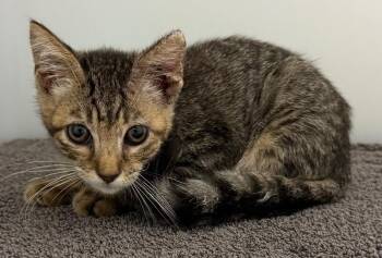 Zazu -  Domestic Short Hair Cat for Adoption in Park Row, Texas - Zazu | PetCurious