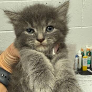 Lint -  Domestic Medium Hair Cat for Adoption in Evensville, Tennessee - Lint | PetCurious