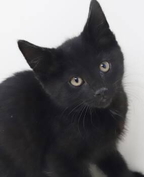 Bombay Cats Available for Adoption in Bedford Hills, New York - Fleetwood Mac Is... Well The Cuddliest Rocker Around!   | PetCurious