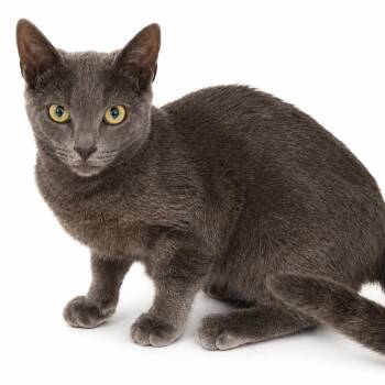 Ellsworth -  Domestic Short Hair Cat for Adoption in Kanab, Utah - Ellsworth | PetCurious