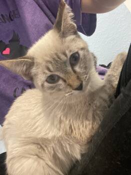 Rescue Domestic Short Hair Cats for Adoption in Jemez Pueblo, New Mexico - Cloud | PetCurious