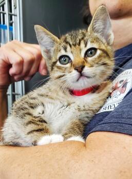 Domestic Short Hair Cats Available for Adoption in Denham Springs, Louisiana - Maple PA | PetCurious