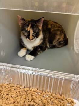 JOCELYN -  Domestic Short Hair Cat for Adoption in Texas City, Texas - JOCELYN | PetCurious