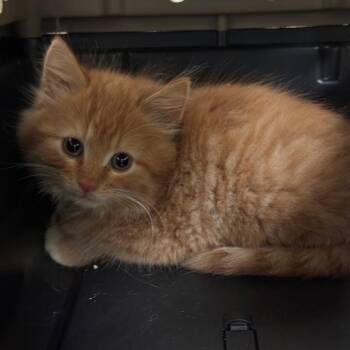 Tiggy -  Domestic Short Hair Cat for Adoption in Lynchburg, Virginia - Tiggy | PetCurious
