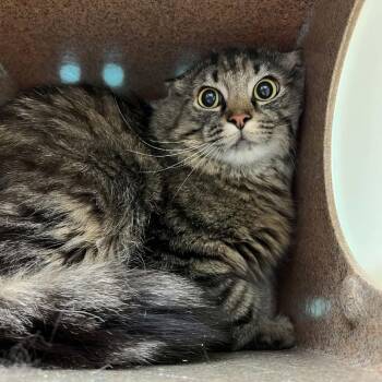 Kodiak -  Domestic Medium Hair Cat for Adoption in Lyndhurst, Virginia - Kodiak | PetCurious