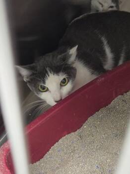 Tuffy -  Domestic Short Hair Cat for Adoption in Athens, Tennessee - Tuffy | PetCurious