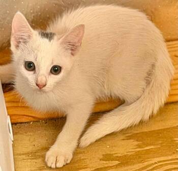 Pasie -  Domestic Medium Hair Cat for Adoption in Grand Bay, Alabama - Pasie | PetCurious