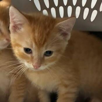Uno -  Domestic Short Hair Cat for Adoption in Jeffersonville, Indiana - Uno | PetCurious