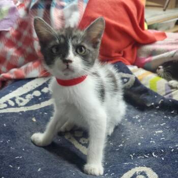 Compass -  Domestic Short Hair Cat for Adoption in Westminster, California - Compass | PetCurious