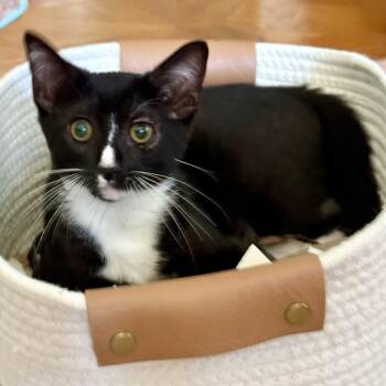 Rescue Domestic Short Hair Cats for Adoption in Los Angeles, California - Lucien Von Meow | PetCurious