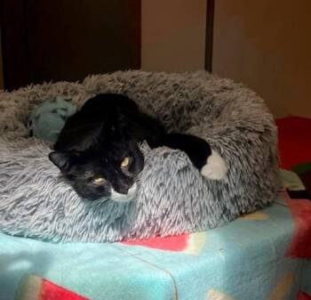 ALEXANDER -  Domestic Short Hair Cat for Adoption in Springfield, Massachusetts - ALEXANDER | PetCurious