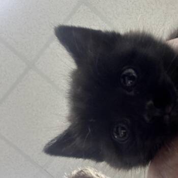 Eeny -  Domestic Medium Hair Cat Available for Adoption in Madisonville, Kentucky - Eeny | PetCurious