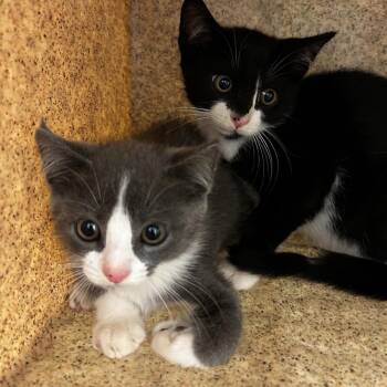 Lynx -  Domestic Short Hair Cat for Adoption in Philadelphia, Pennsylvania - Lynx | PetCurious