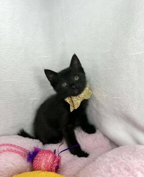 Summer -  Domestic Short Hair Cat Available for Adoption in Tavares, Florida - Summer | PetCurious