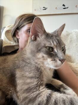 Fat Joe -  Domestic Short Hair Cat for Adoption in New York, New York - Fat Joe | PetCurious