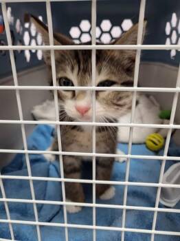 CAPT H -  Domestic Short Hair Cat Available for Adoption in Fort Walton Beach, Florida - CAPT H | PetCurious