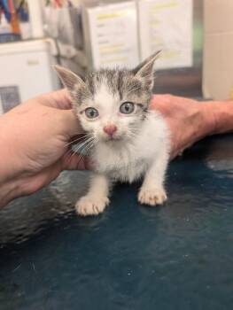 Figaro -  Domestic Medium Hair Cat for Adoption in Mobile, Alabama - Figaro | PetCurious