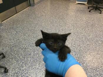 Domestic Short Hair Cats Available for Adoption in Thousand Palms, California - A1912872 | PetCurious