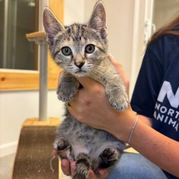 Tent -  Domestic Short Hair Cat for Adoption in Morristown, Vermont - Tent | PetCurious