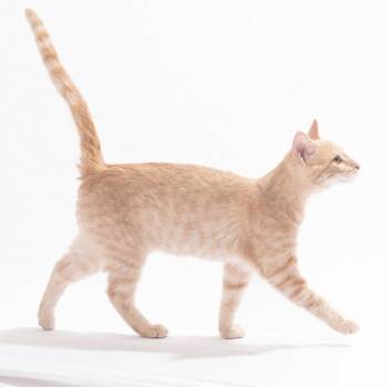 Rescue Domestic Short Hair Cats for Adoption in Lexington, Kentucky - Clove | PetCurious