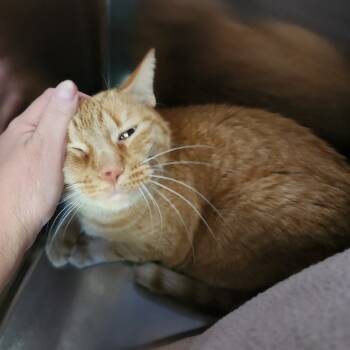 Rescue Domestic Short Hair Cats for Adoption in Walker, Michigan - Adore | PetCurious