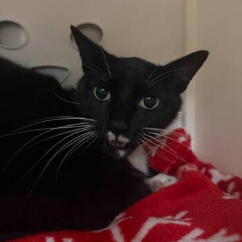 Domestic Short Hair Cats Available for Adoption in Titusville, Florida - Fantasia | PetCurious