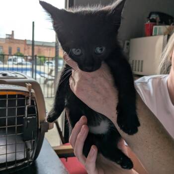 Rescue Domestic Short Hair Cats for Adoption in Fairfax Station, Virginia - Quinn | PetCurious