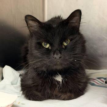 King For A Day -  Domestic Medium Hair Cat for Adoption in Davenport, Iowa - King For A Day | PetCurious