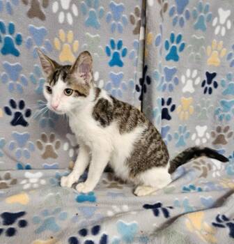 Miner -  Domestic Short Hair Cat for Adoption in Wabash, Indiana - Miner | PetCurious