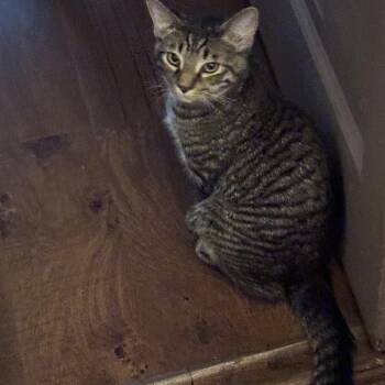 Rescue Domestic Short Hair Cats for Adoption in Ben Avon, Pennsylvania - CULTURE | PetCurious