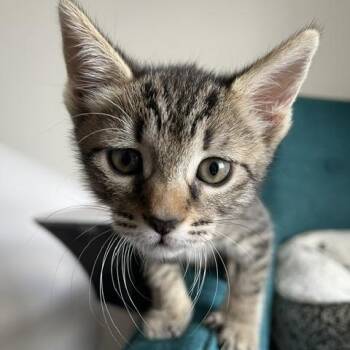 Domestic Short Hair Cats Available for Adoption in Pasadena, California - Cosmo | PetCurious