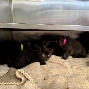 Jibri -  Domestic Short Hair Cat for Adoption in Long Beach, California - Jibri | PetCurious