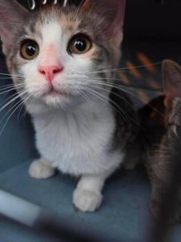Prada -  Domestic Short Hair Cat for Adoption in Cloquet, Minnesota - Prada | PetCurious
