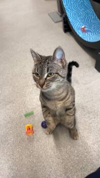 Coco Chanel -  Domestic Short Hair Cat for Adoption in Hillsboro, Missouri - Coco Chanel | PetCurious