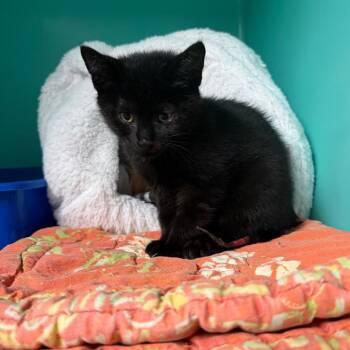 SHIA-Stray-3072 Maggie -  Domestic Short Hair Cat for Adoption in Owosso, Michigan - SHIA-Stray-3072 Maggie | PetCurious