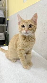 Gus -  Domestic Short Hair Cat for Adoption in Honolulu, Hawaii - Gus | PetCurious