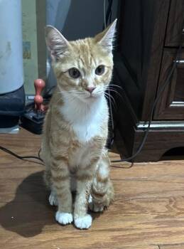 Olivander -  Domestic Short Hair Cat for Adoption in Wilmington Island, Georgia - Olivander | PetCurious