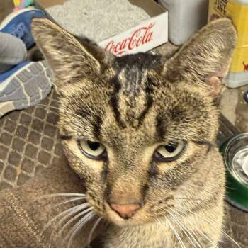 Rescue American Shorthair Cats for Adoption in Mount Vernon, Arkansas - Savanna | PetCurious