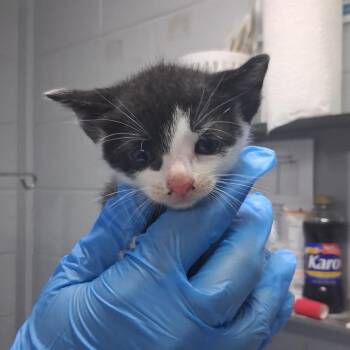 Lorelai -  Domestic Short Hair Cat for Adoption in Summerville, South Carolina - Lorelai | PetCurious