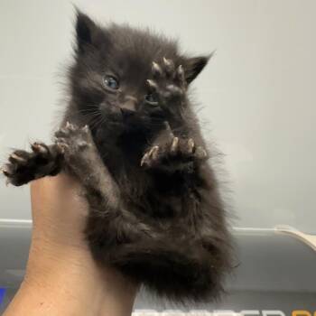 Torben -  Domestic Medium Hair Cat for Adoption in Abilene, Texas - Torben | PetCurious