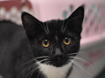 Emoji -  Domestic Medium Hair Cat for Adoption in Portland, Oregon - Emoji | PetCurious