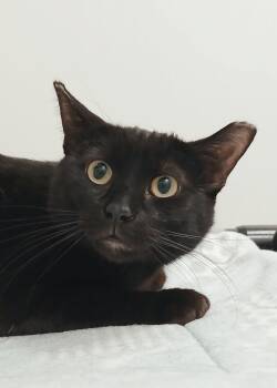 Domestic Short Hair Cats Available for Adoption in Bay City, Michigan - Gumpy | PetCurious