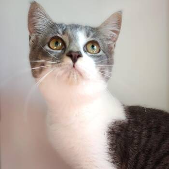 Rescue Domestic Short Hair Cats for Adoption in Belmont, New York - Celia | PetCurious
