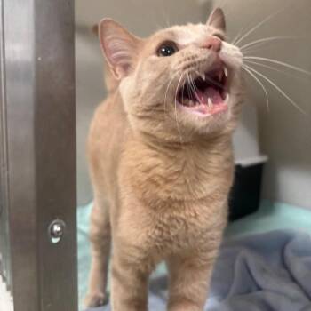 Jonesy 52C26 -  Domestic Short Hair Cat for Adoption in Napoleon, Ohio - Jonesy 52C26 | PetCurious