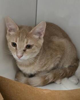 Cherrio -  Domestic Short Hair Cat for Adoption in Roseville, California - Cherrio | PetCurious