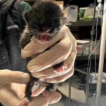 Cricket -  Domestic Short Hair Cat for Adoption in Houston, Texas - Cricket | PetCurious
