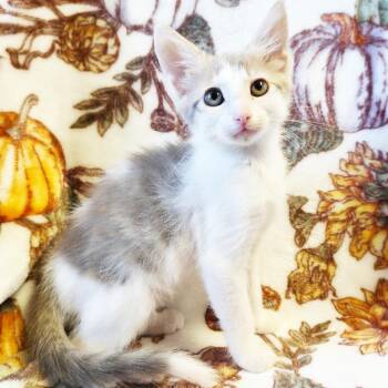 Apple -  Domestic Short Hair Cat for Adoption in Mt. Juliet, Tennessee - Apple | PetCurious