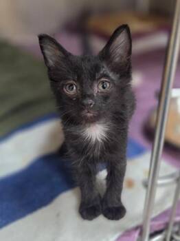 Patty -  Domestic Short Hair Cat for Adoption in Westland, Michigan - Patty | PetCurious