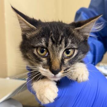 Rescue Domestic Medium Hair Cats for Adoption in Redwood Valley, California - 1 | PetCurious