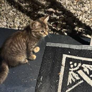 Lizzie -  Domestic Medium Hair Cat for Adoption in Asheville, North Carolina - Lizzie | PetCurious
